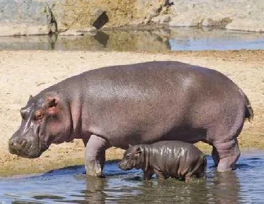 秒杀银背大猩猩的十个动物,盘点10种比老虎还厉害的动物