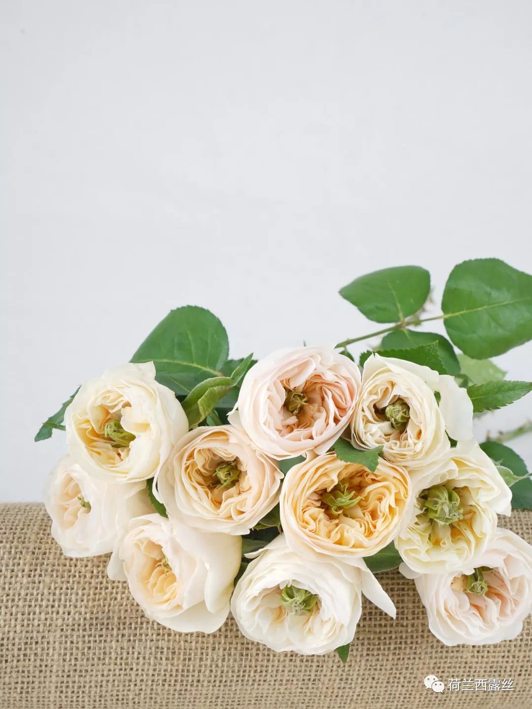 古代的四大美人的名字,古代四大美人中有羞花之称的是谁