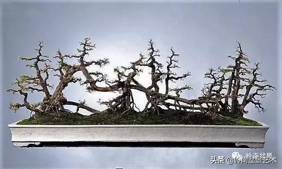 最美的100盆雀梅盆景,雀梅盆景第一年修剪视频