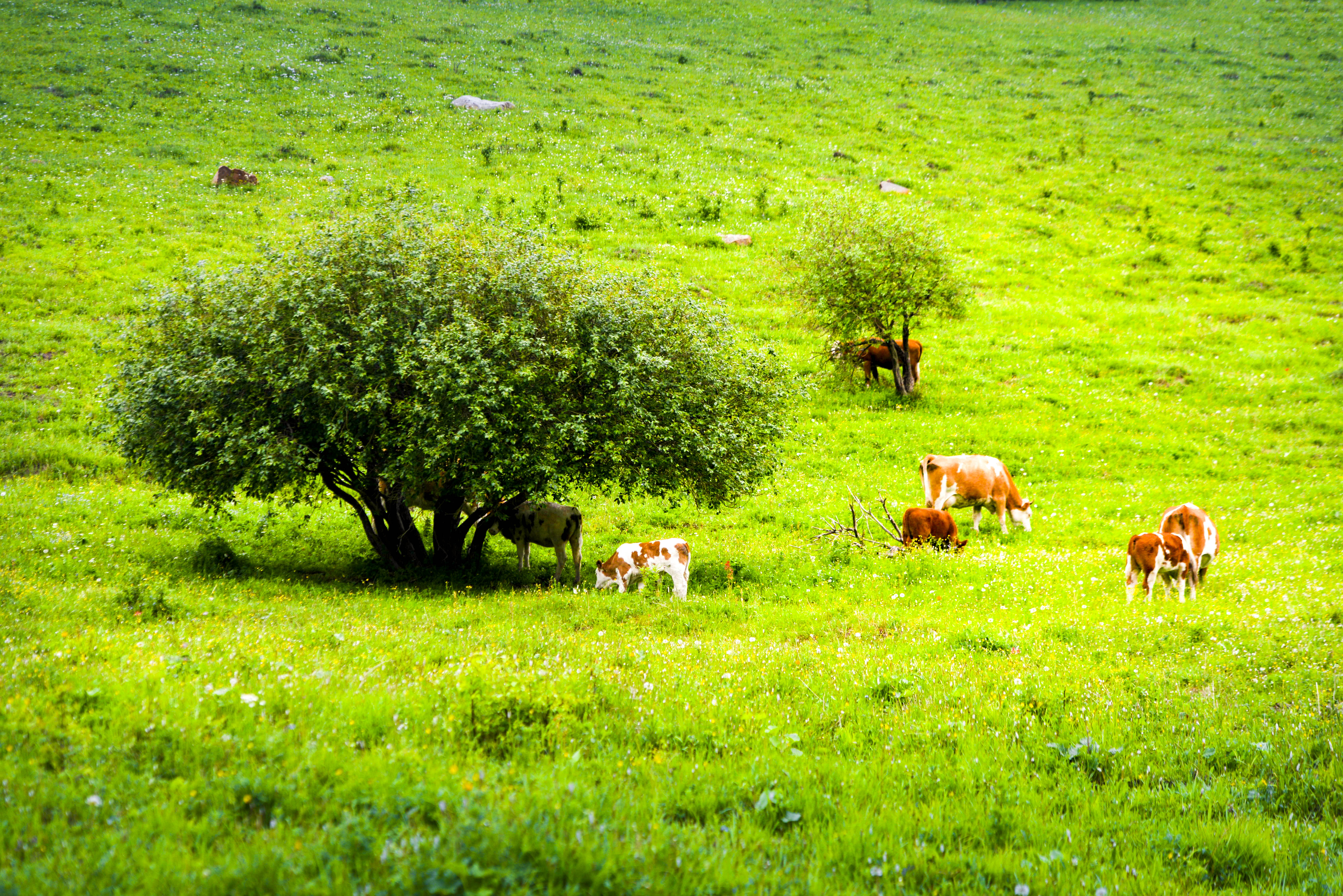 坝上草原照片高清图片,坝上草原风景图100张