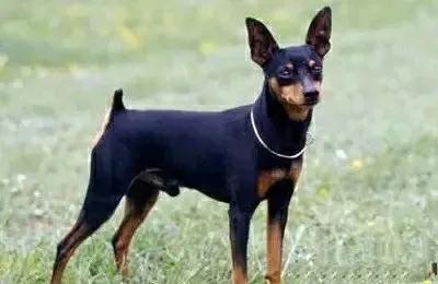 狗狗的品种大全,汪汪队狗狗品种