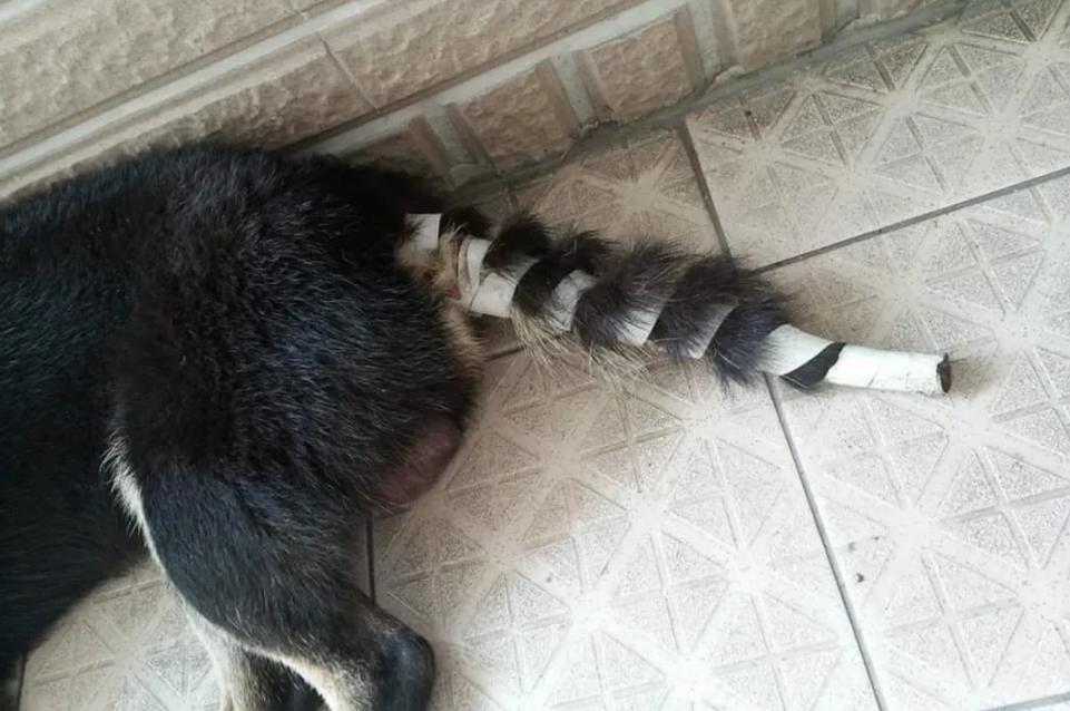 狗狗后部被插入“木棍”，还缠着大量胶带，被救后又遭遗弃