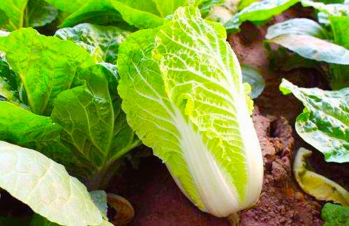 常见食物热量表大全减肥必备,减肥必看常见食物热量