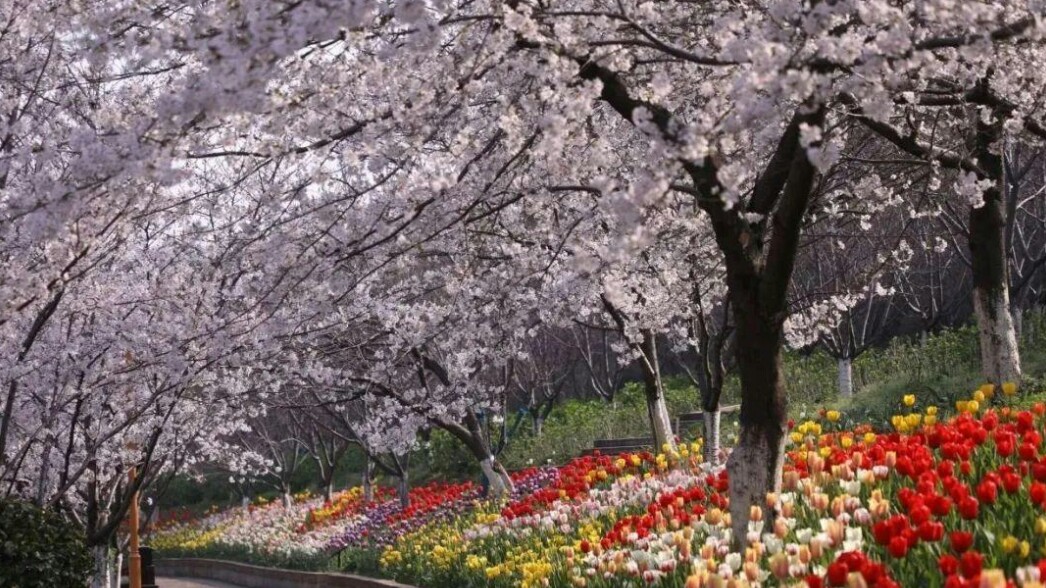 武大的樱花和东湖的樱花,重邮樱花和武大樱花