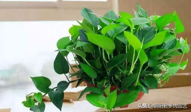 绿萝剪掉后怎么才能爆盆,怎样让绿萝快速爆盆长藤