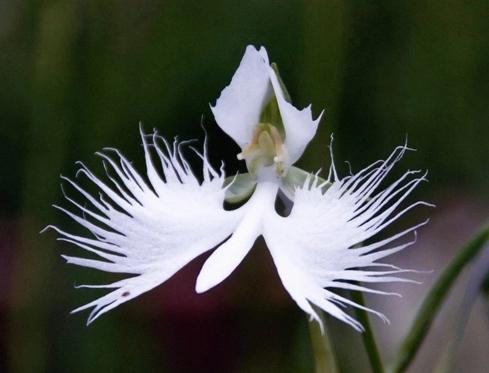 最好的兰花品种图片及名称大全,各种兰花品种详细介绍大全