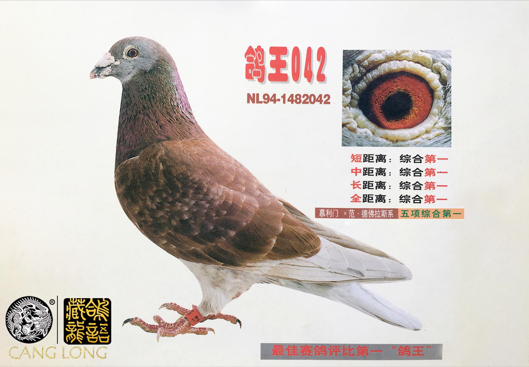 养出优良赛鸽的秘决,如何培育出来700公里赛鸽