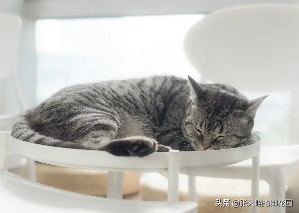 猫咪生过小猫还要绝育吗,为什么不建议猫生一窝再绝育