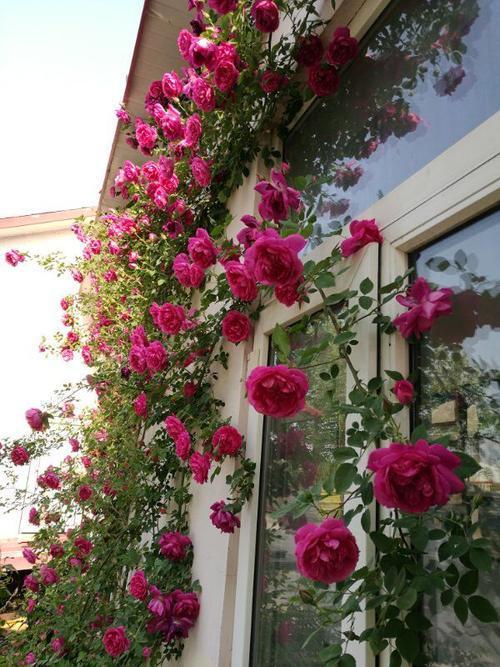 藤本月季地被月季,持续开花性好的爬藤月季