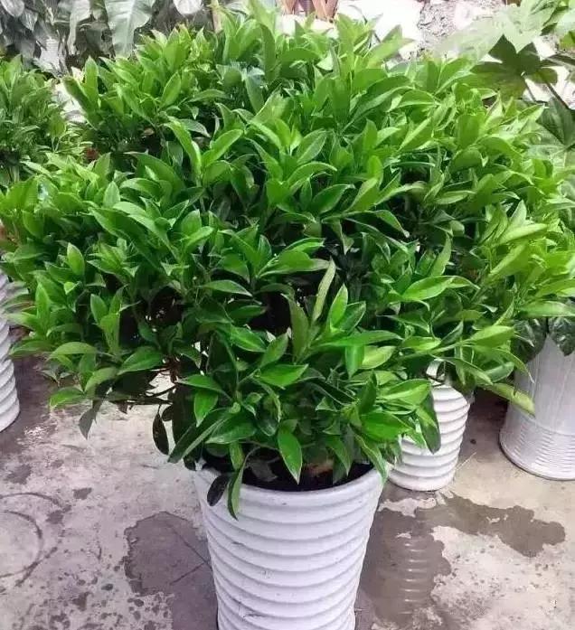 什么植物甲醛吸附好,房间里吸收甲醛的植物有哪些