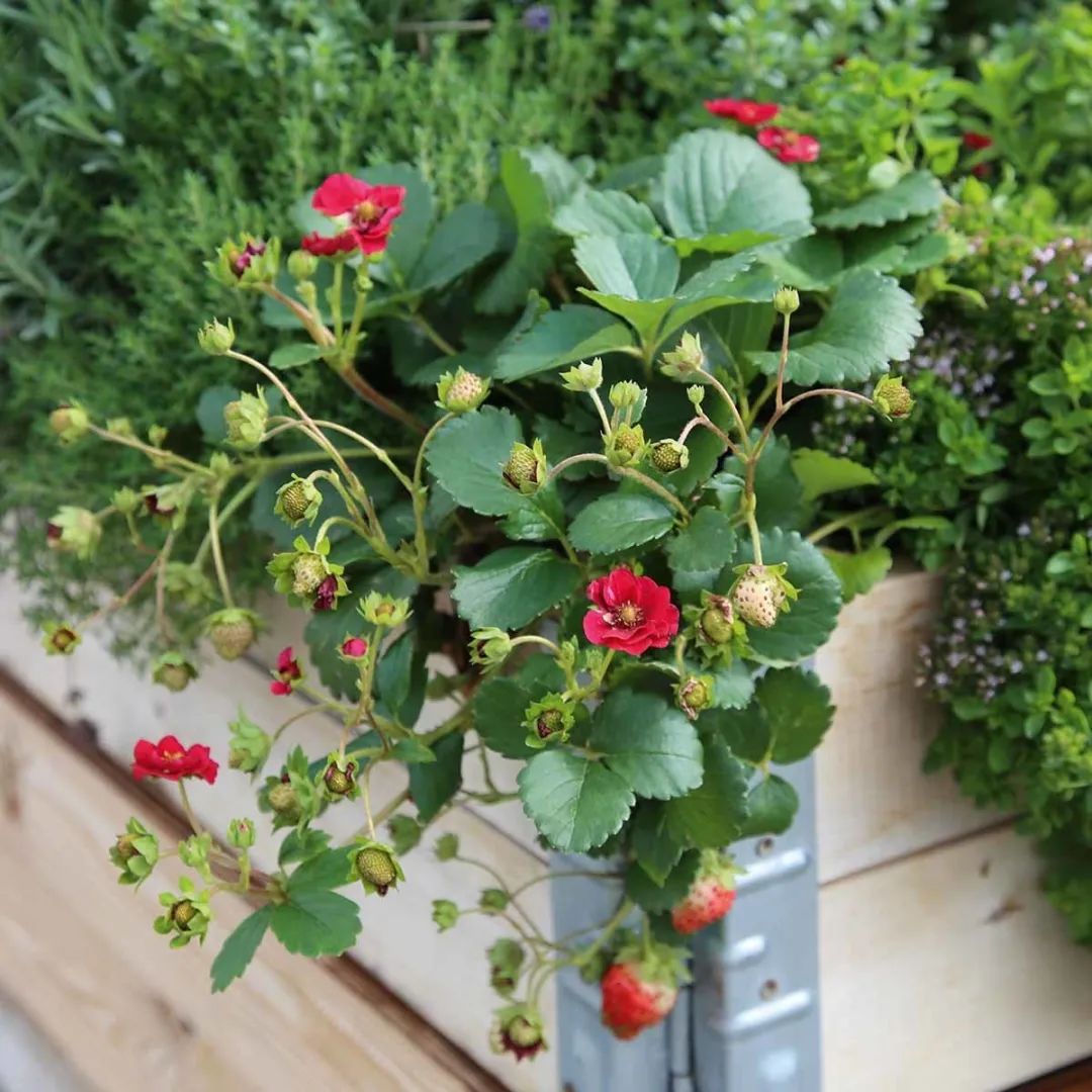 红花草莓托斯卡纳,红花草莓和白花草莓哪个好