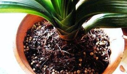 秋冬季君子兰换盆可以吗,君子兰春天换盆怎么养才能长得快