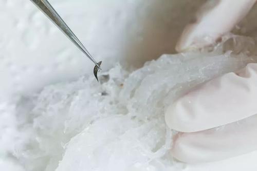 挑燕窝毛最简单的方法视频,燕窝工厂挑毛怎么样最快