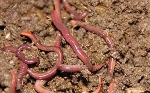 2019十大养殖品种图片,这两年最火的养殖品种