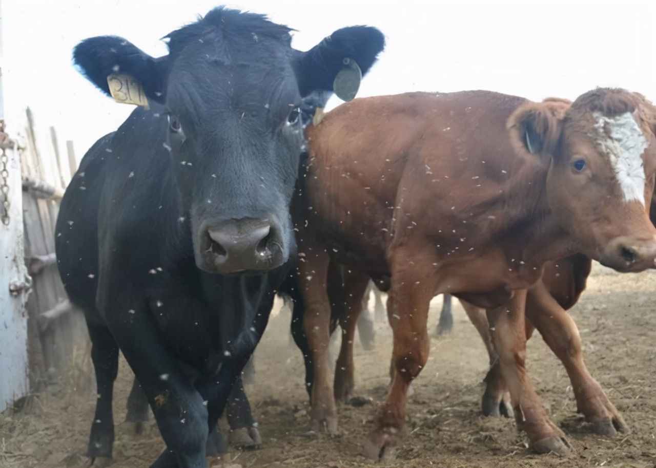 如果苍蝇灭绝对地球有什么影响,假如苍蝇灭绝了世界会变成什么样