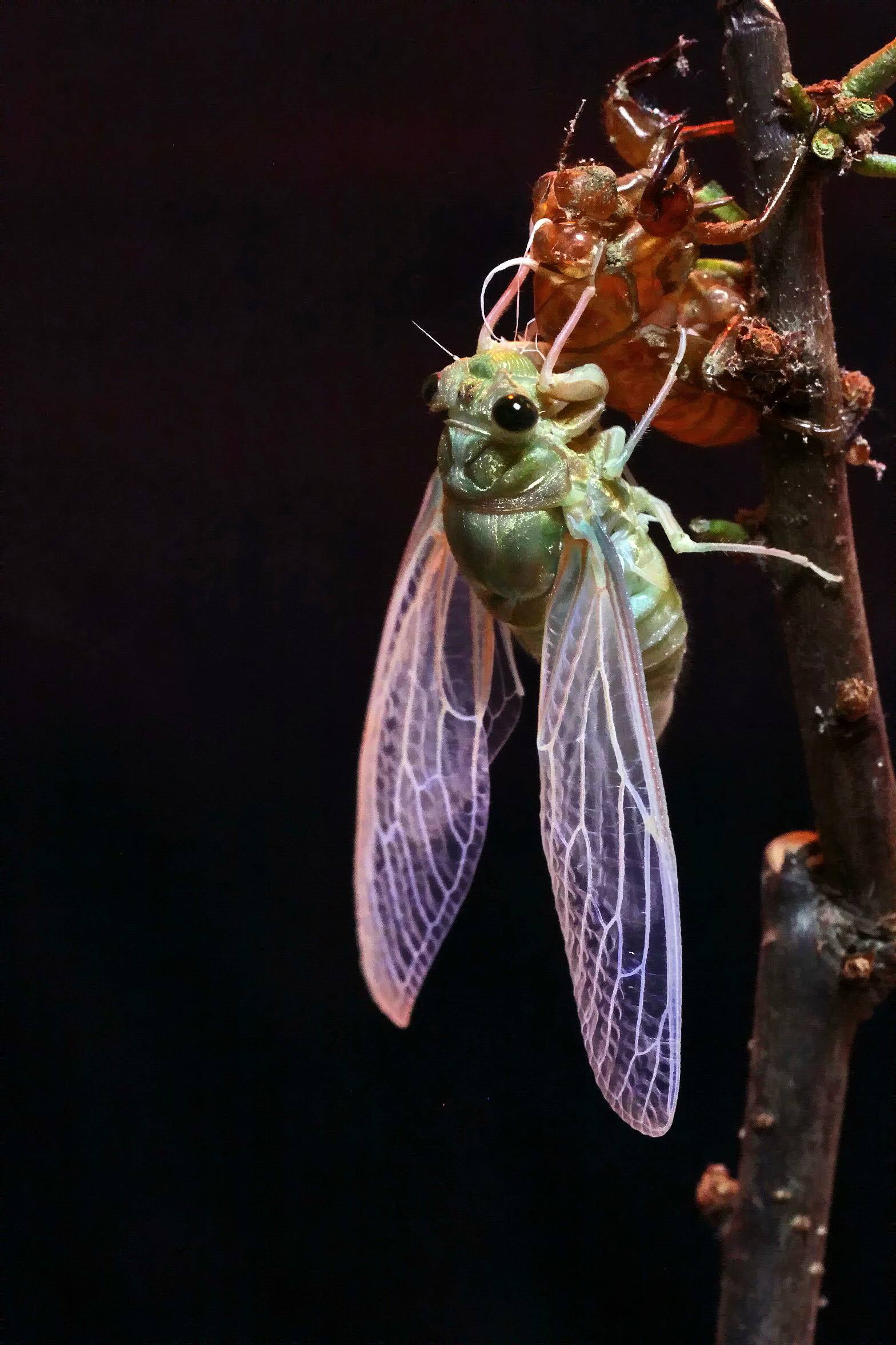 金蝉养殖方法及注意事项,金蝉的养殖方法和注意事项