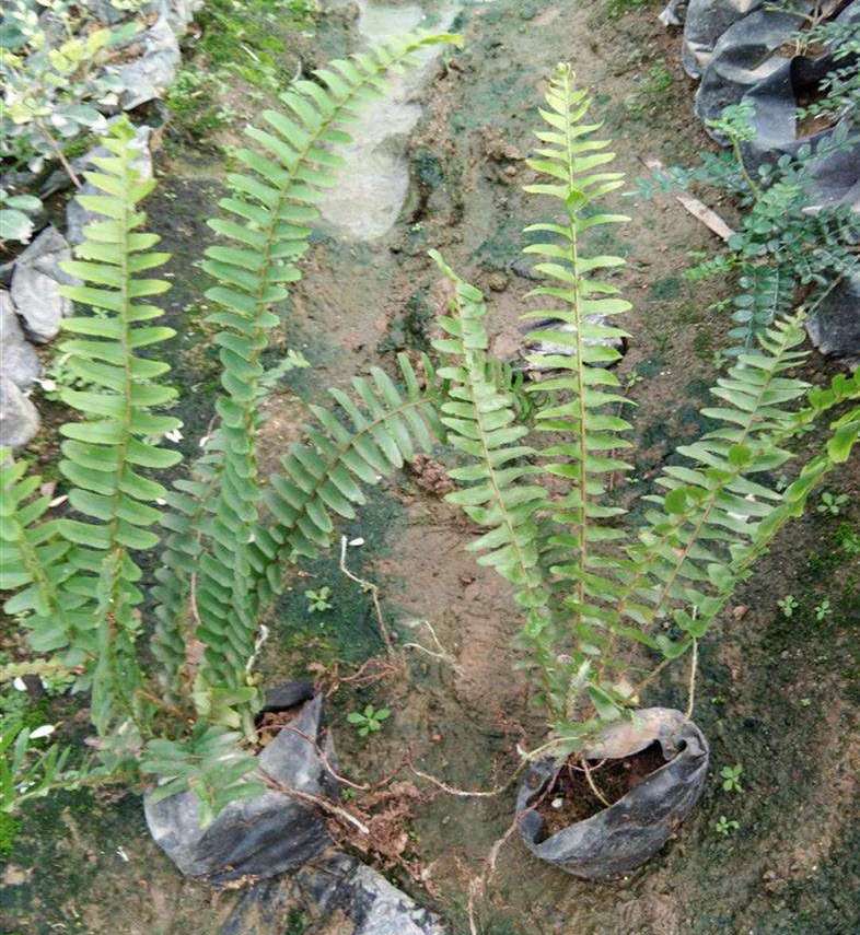 蜈蚣草可以吸收重金属吗,蜈蚣草最擅长吸收什么重金属