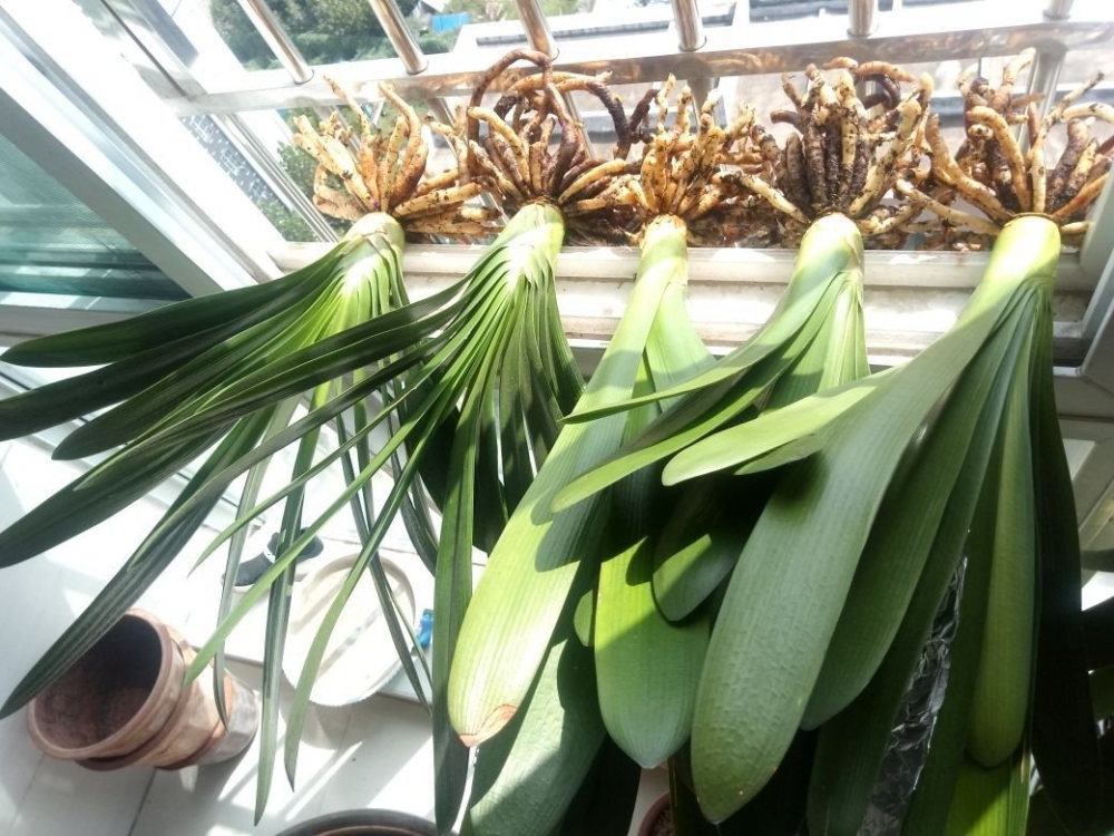 养君子兰记住5个小口诀,君子兰有六项注意事项