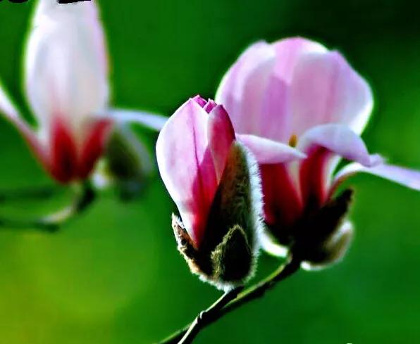 望春玉兰花盛开,造型望春玉兰