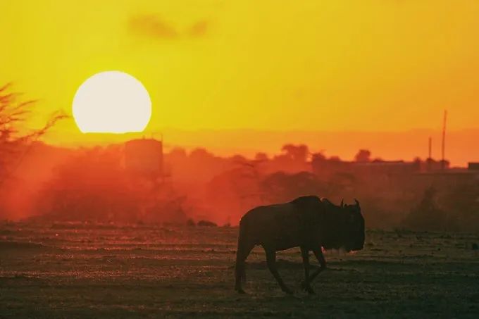 坦桑尼亚之旅,坦桑尼亚东非草原