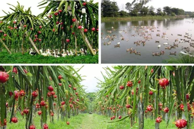 又甜又香的火龙果,夏天火龙果这样吃太凉爽了