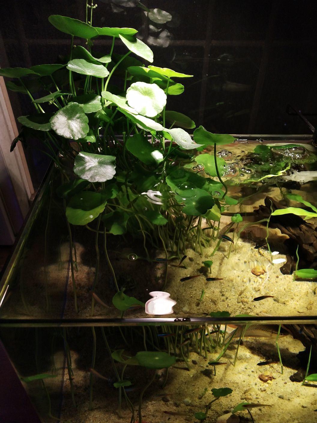 什么花水里养比较容易活,什么花养在水里比较好养