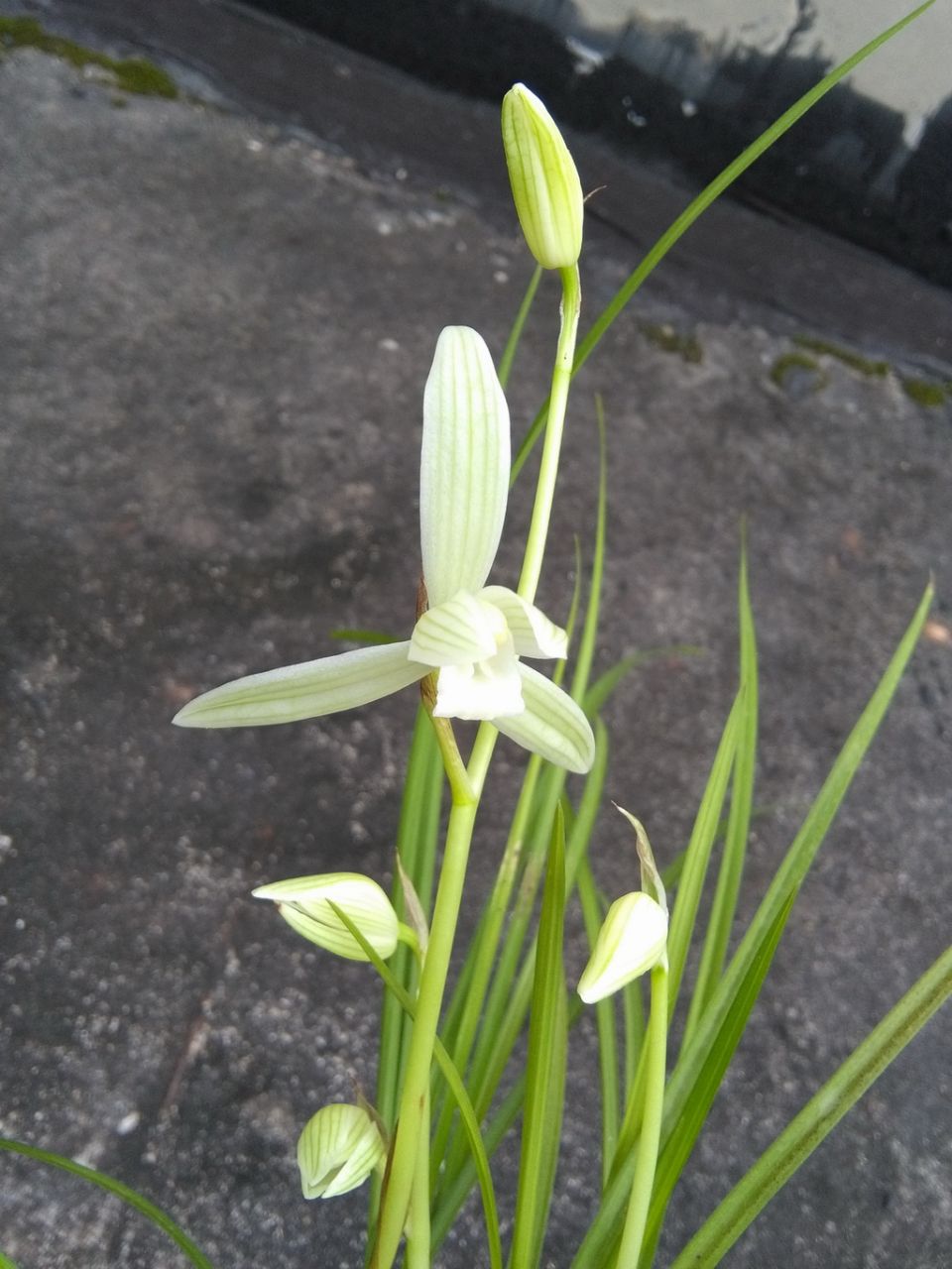 莲瓣兰五彩蝶品种简介,莲瓣兰大雪素有几个品种