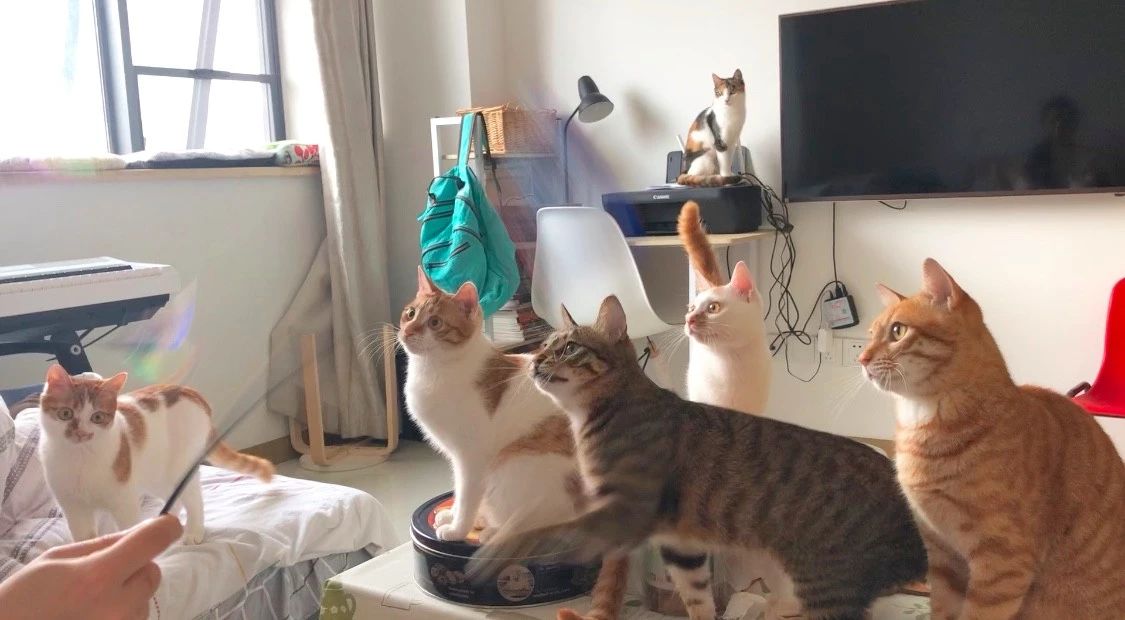 怎么预防猫咪对人的危害,怎样预防猫咪各种疾病