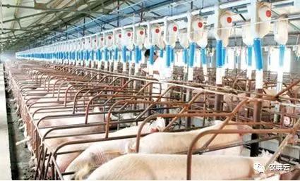 一个300头母猪的猪场建设,100头母猪猪场全自动建设