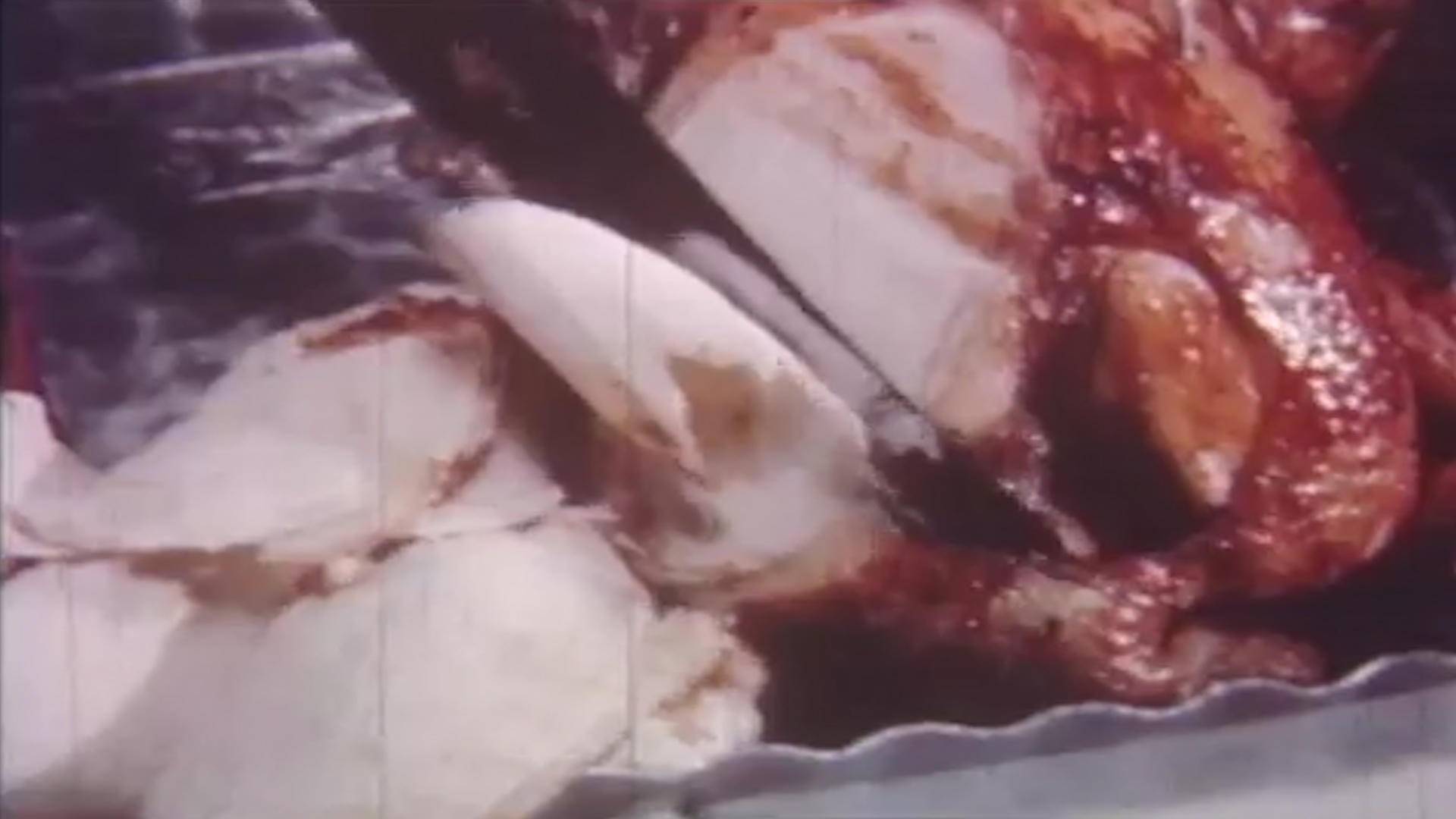 速生鸡与白羽鸡是什么,白羽鸡养殖技术和方法图解