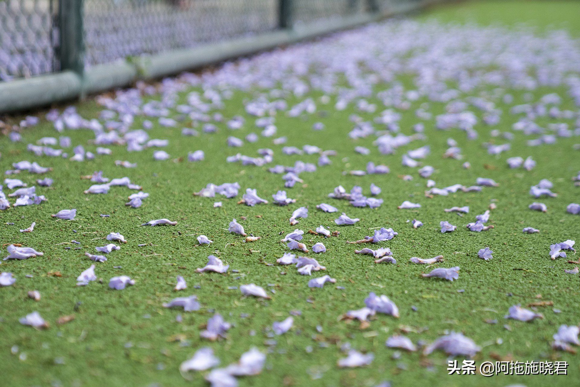蓝花楹花语及图片大全,蓝花楹的花语还是很让人着迷