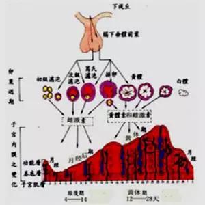 试管促排中为什么要反复抽血？