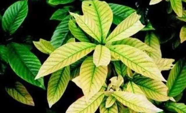 磷酸二氢钾养花怎么用最好,养花什么时候用磷酸二氢钾最合适