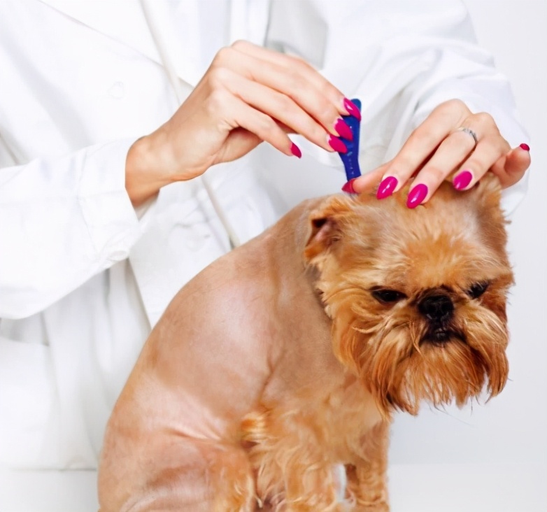 狗狗软便拉稀怎么办解决方案大全,幼犬狗狗拉软便怎么调理