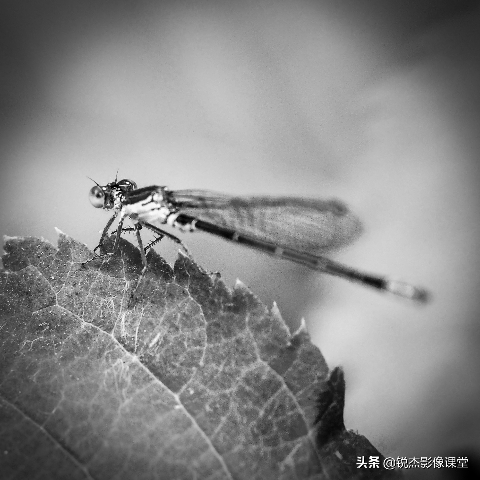 ps怎样调出高质量的黑白照片风景,ps如何给黑白照片上的人物上色