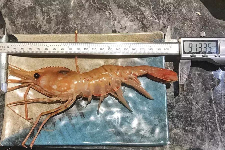 全上海性价比超高的七家海鲜自助,揭秘上海海鲜自助