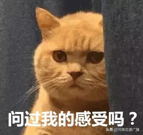 有人竟花1万给猫拉了双眼皮！网友炸锅：考虑过猫的感受吗？