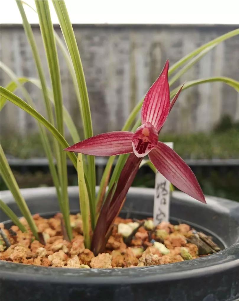 云南出过的春兰名品,云南玉溪有哪些名贵兰花