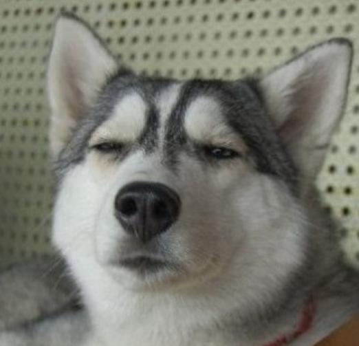 哈士奇的铲屎官,哈士奇幼犬有多蠢