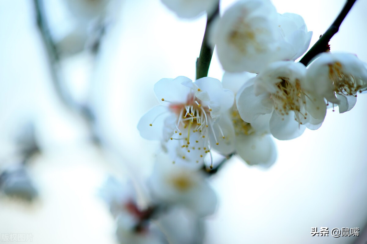 列子原文及译文朗读,列子杨朱篇译文
