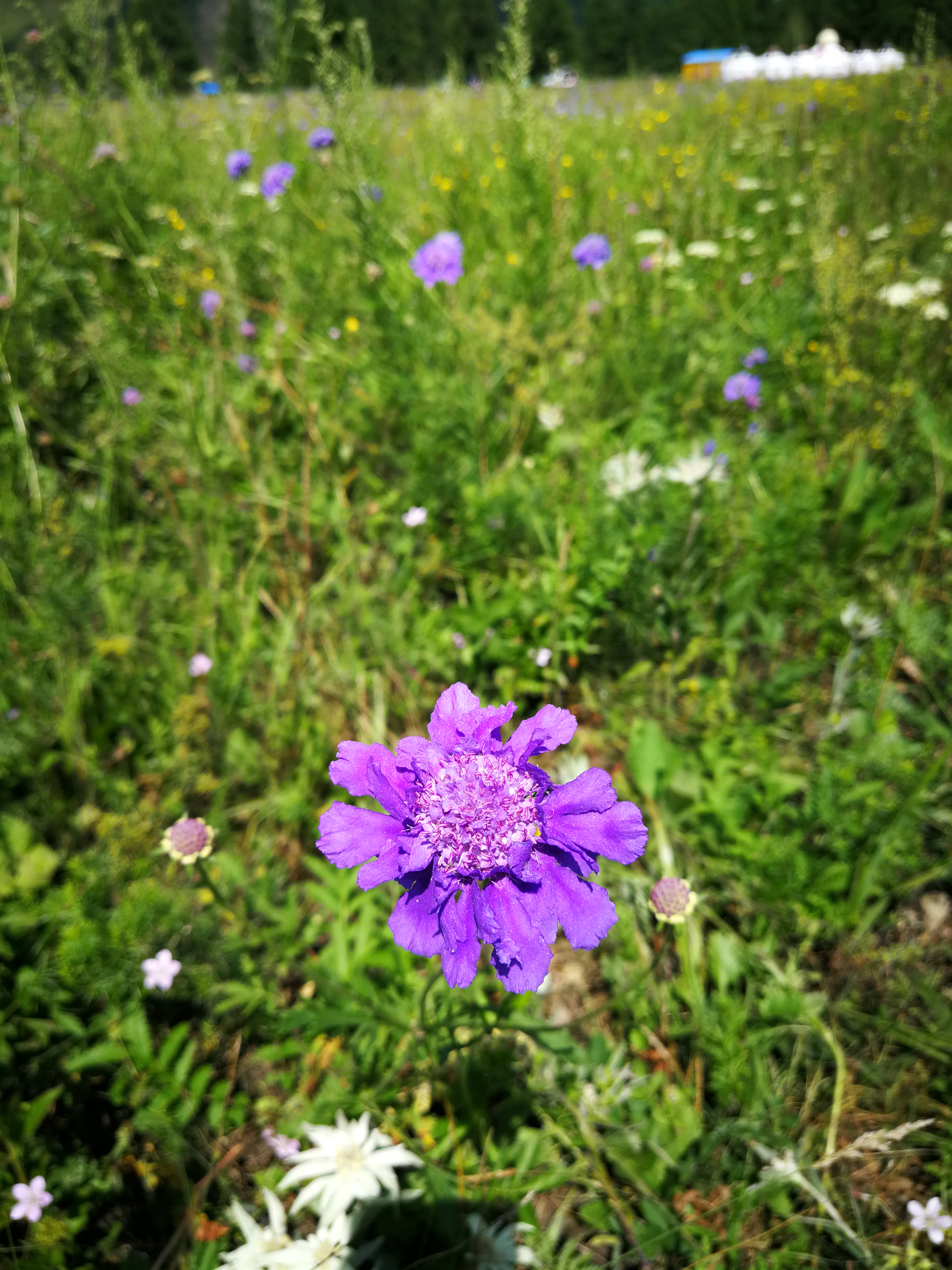 北京游阿尔山路线攻略,北京阿尔山旅游自由行攻略