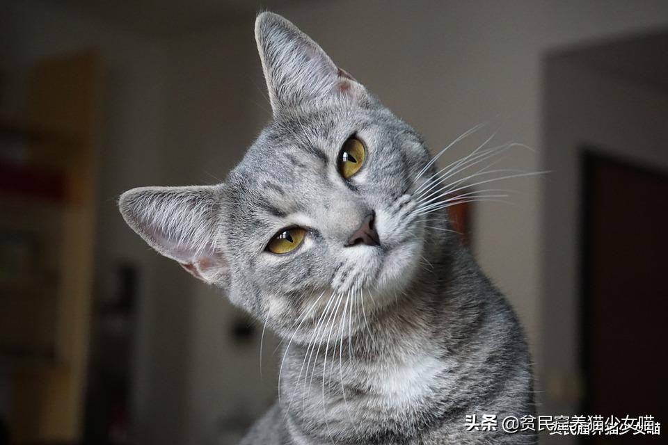 铲屎官发现俩猫咪,猫咪铲屎除臭最有效的方法