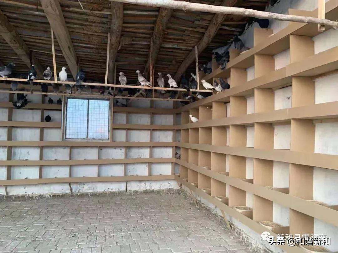 新和县：“勺鸽”变“金鸽”致富有指望