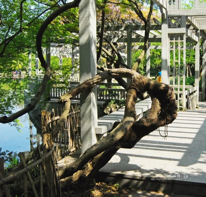 学学园艺大咖们的爬藤植物牵引术，花墙还是花廊都是小case啦