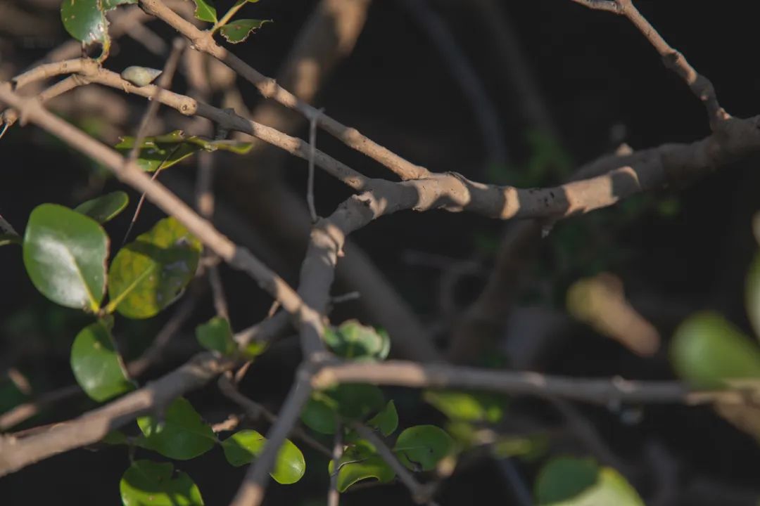 银海风景,银海美景