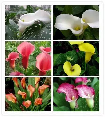 100种常见花卉资料大全,常见100种花卉介绍图片