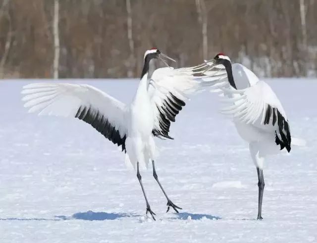 丹顶鹤的忠贞,丹顶鹤浪漫忠贞