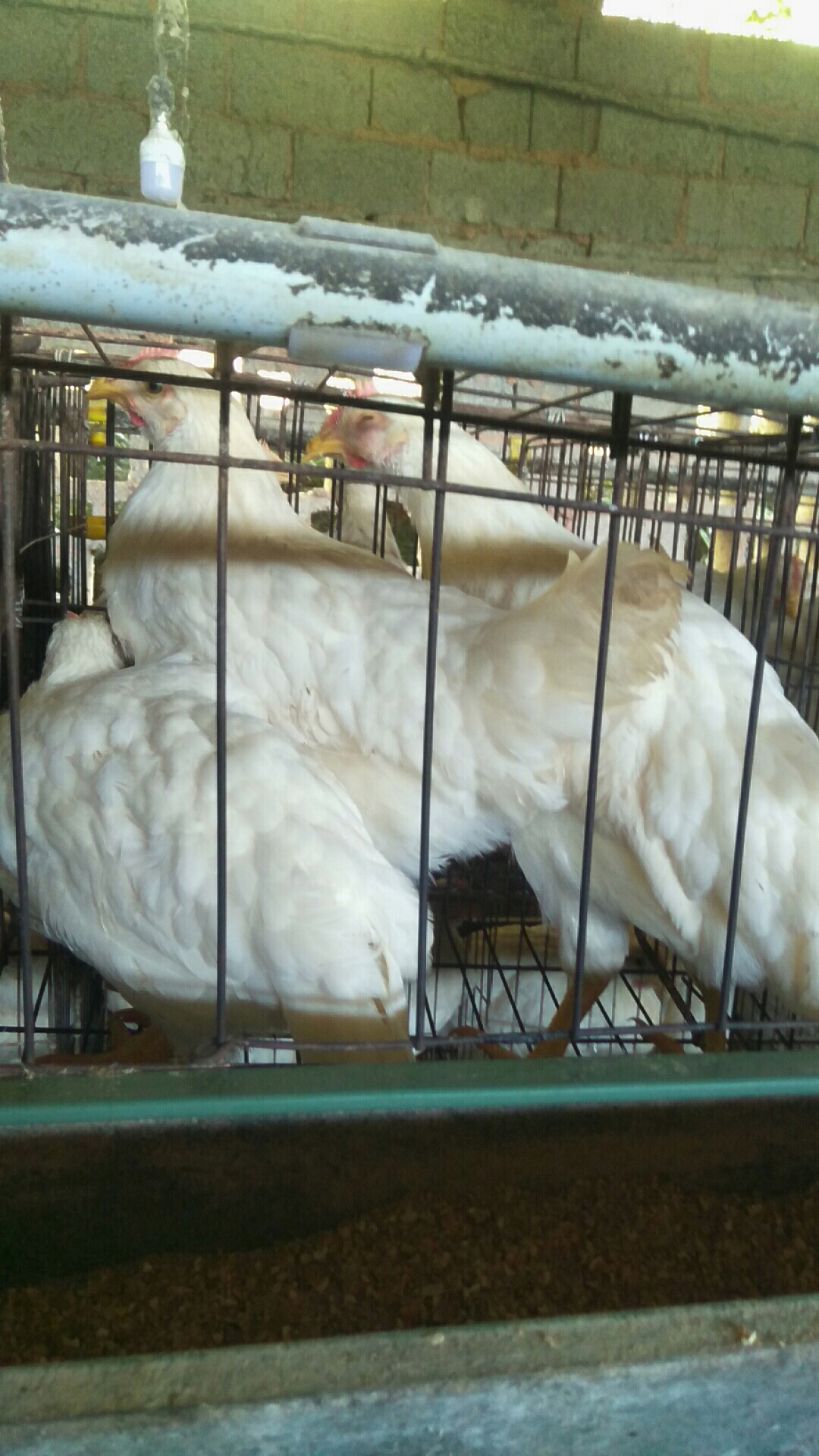 小鸡眼睛肿是什么原因引起的,小鸡眼睛肿胀是什么原因