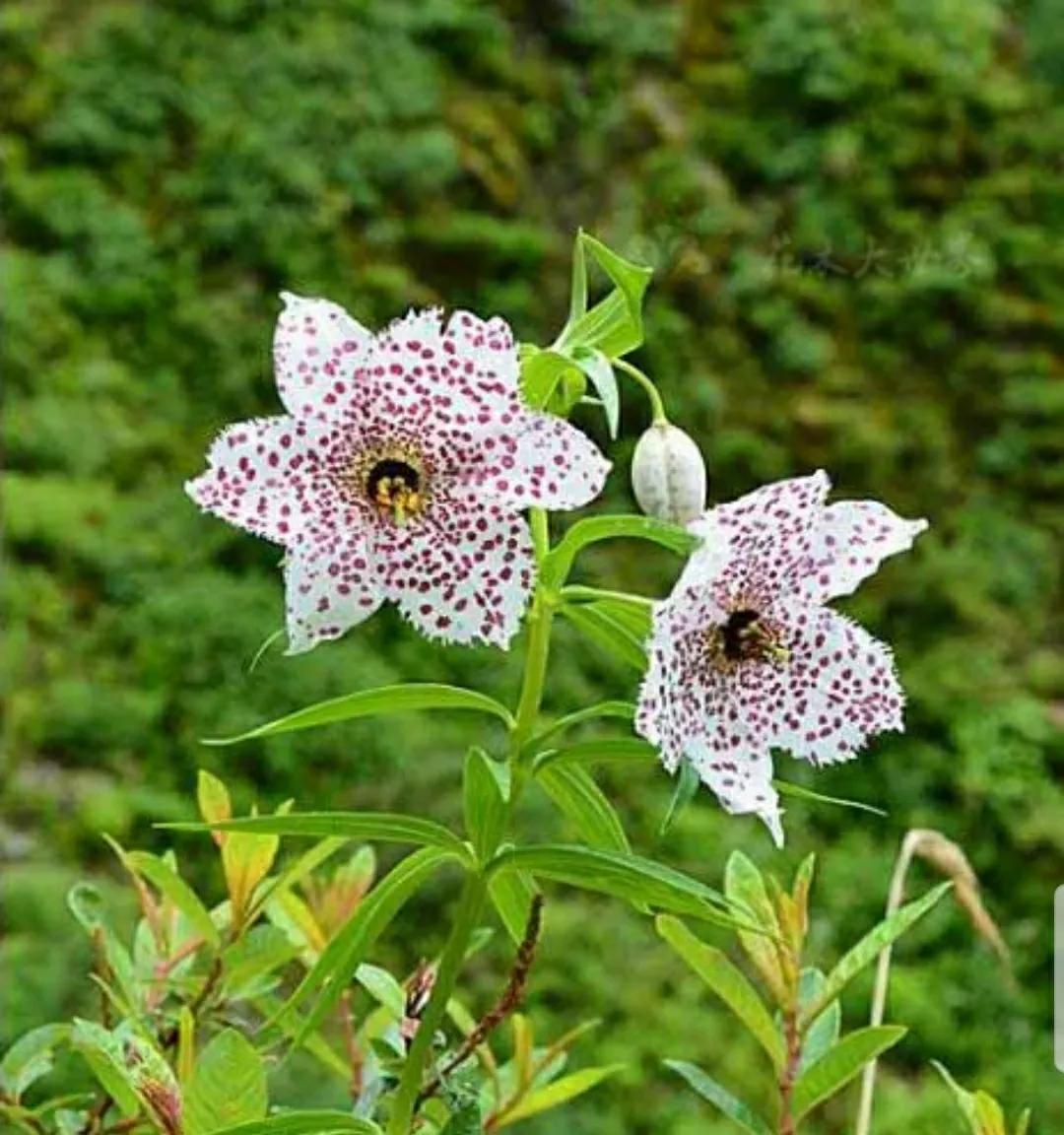 芳踪难觅濒危花！清新治愈篇：沙漠高原是吾家，豹子花的春天来了
