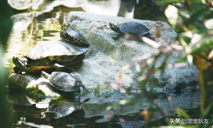 巴西龟水质怎么处理,巴西龟怎么保持水质